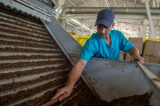 Tea production in Sochi