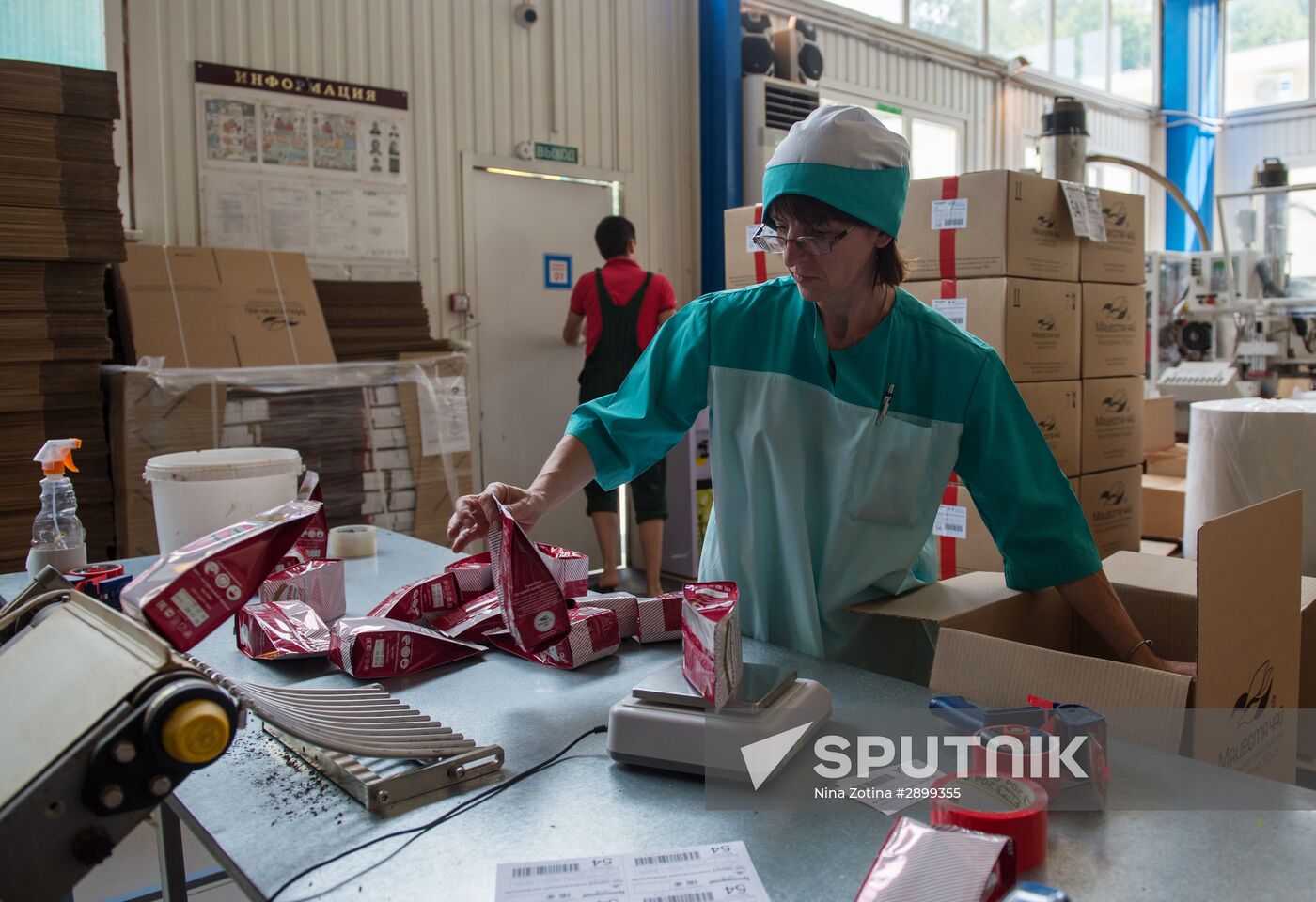 Tea production in Sochi