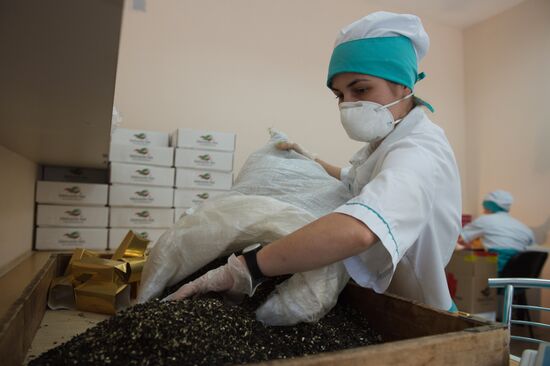 Tea production in Sochi