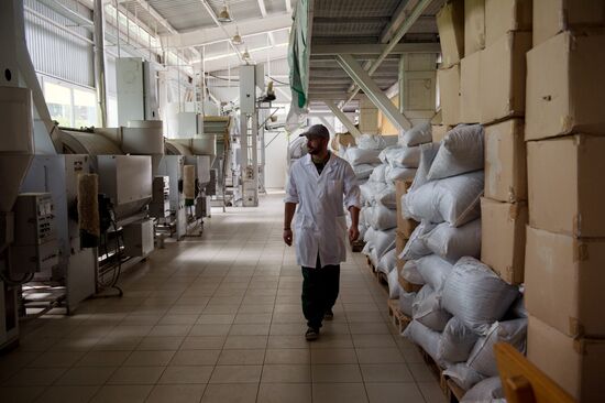 Tea production in Sochi