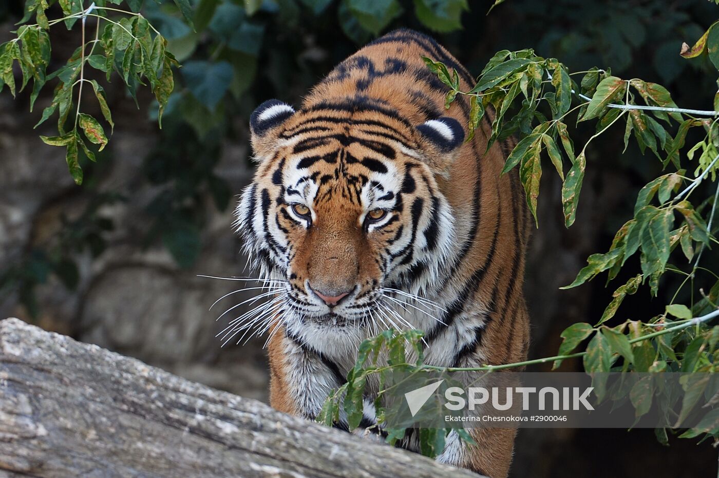 Siberian tiger, new arrival at Moscow Zoo