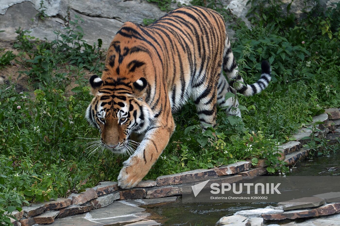 Siberian tiger, new arrival at Moscow Zoo