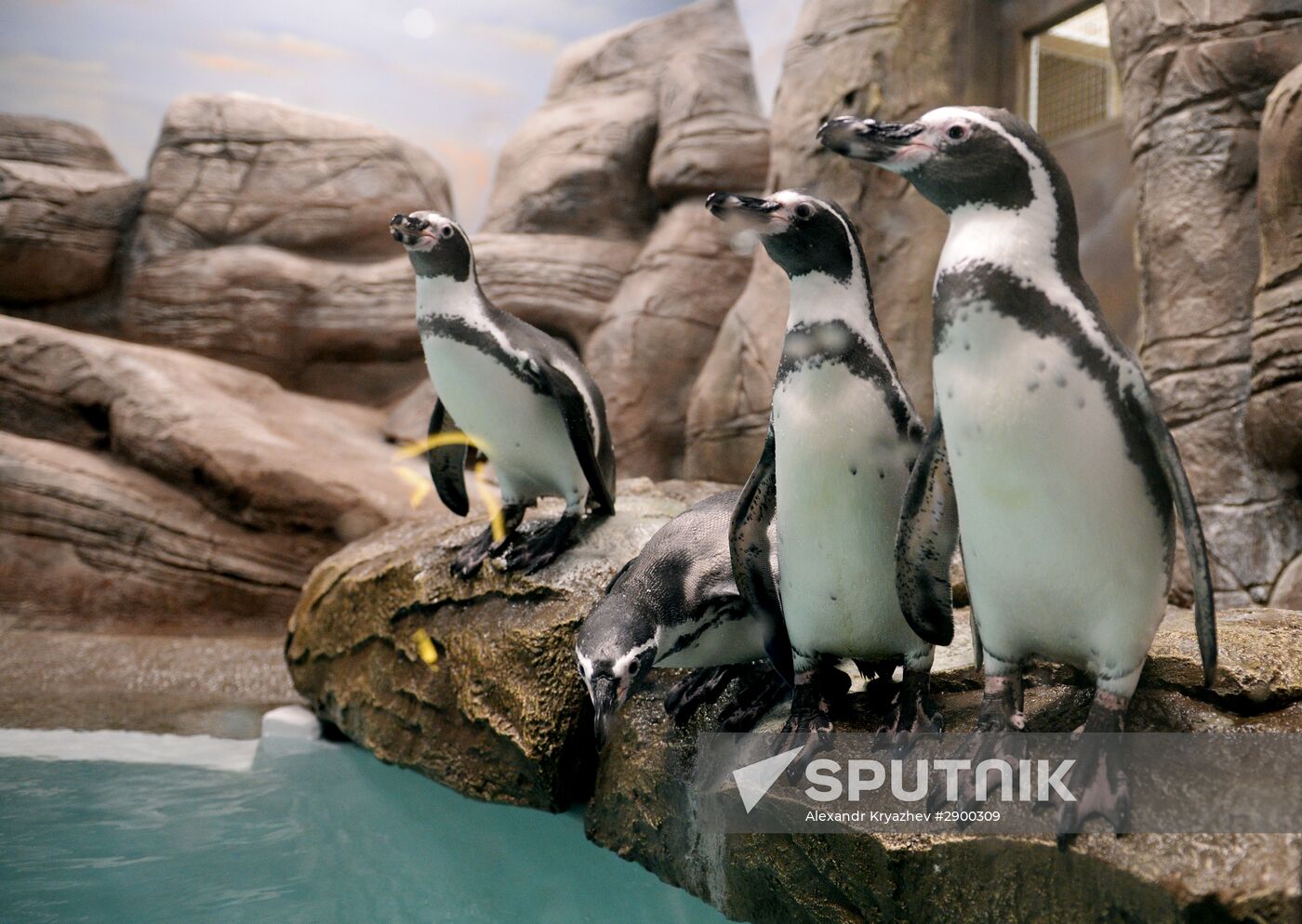 Penguins at Novosibirsk Zoo