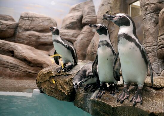 Penguins at Novosibirsk Zoo