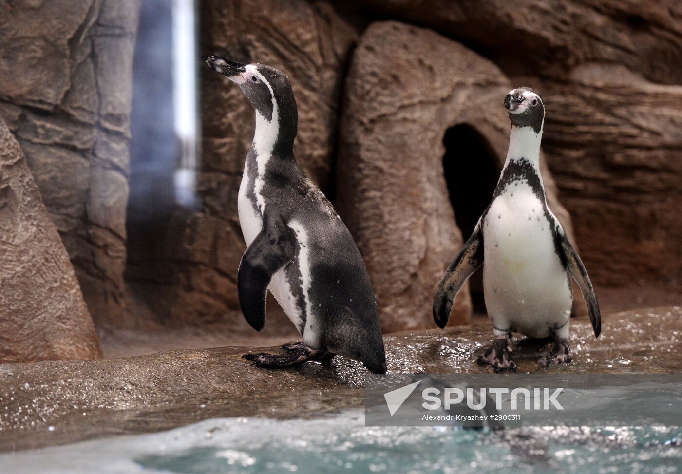 Penguins at Novosibirsk Zoo