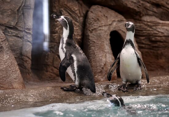 Penguins at Novosibirsk Zoo