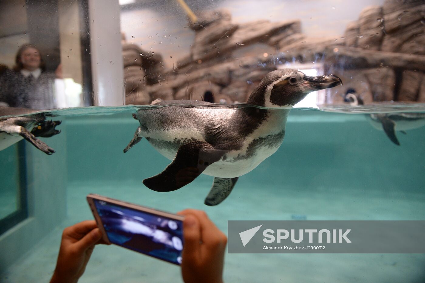 Penguins at Novosibirsk Zoo