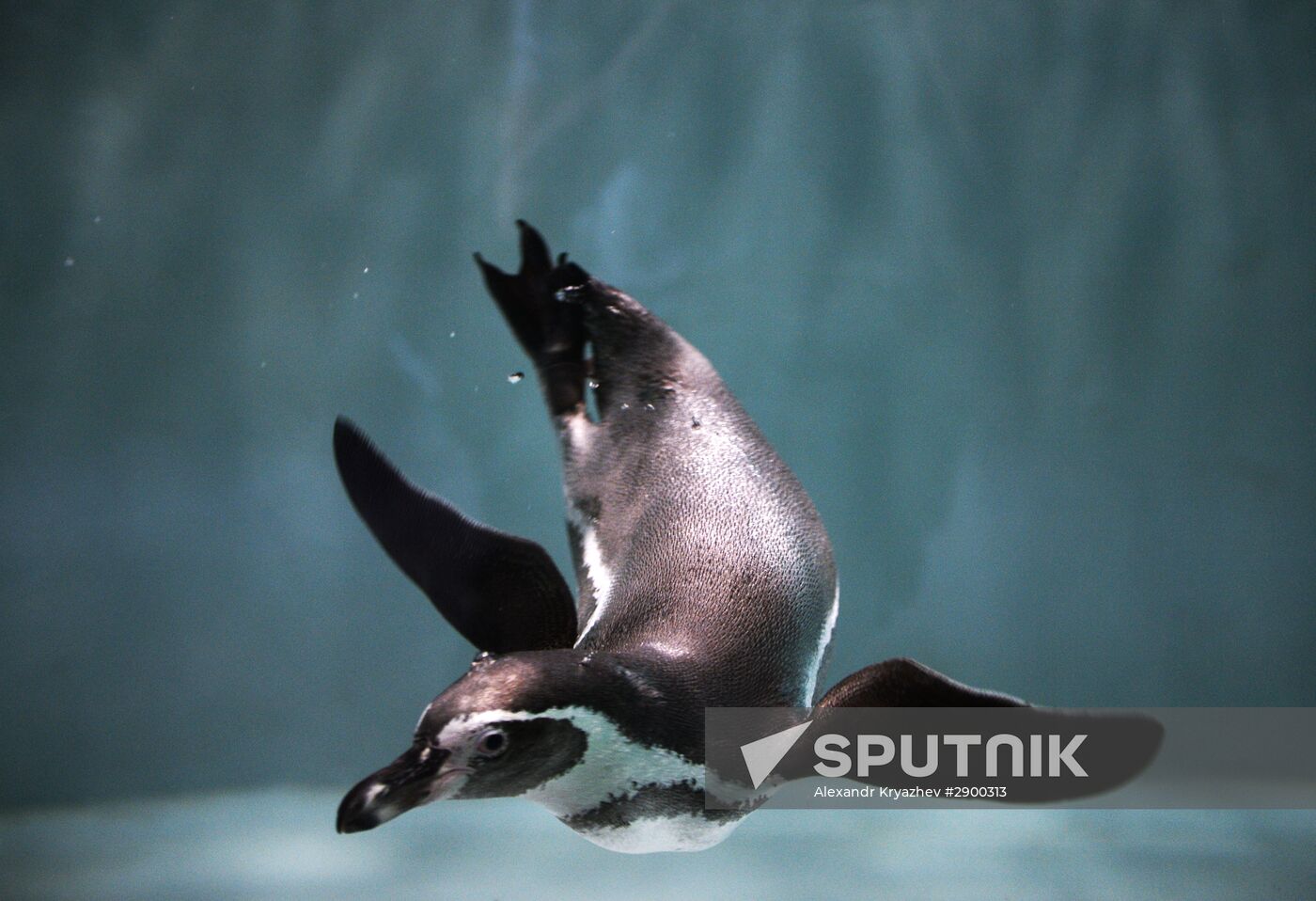 Penguins at Novosibirsk Zoo