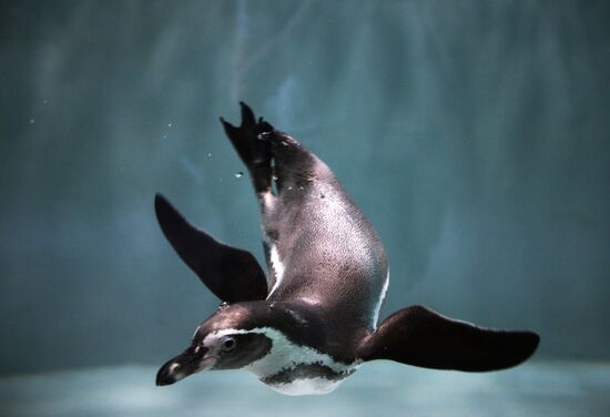 Penguins at Novosibirsk Zoo