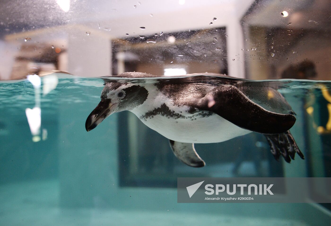 Penguins at Novosibirsk Zoo