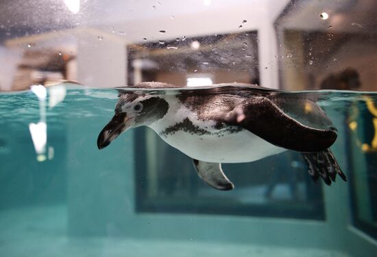 Penguins at Novosibirsk Zoo