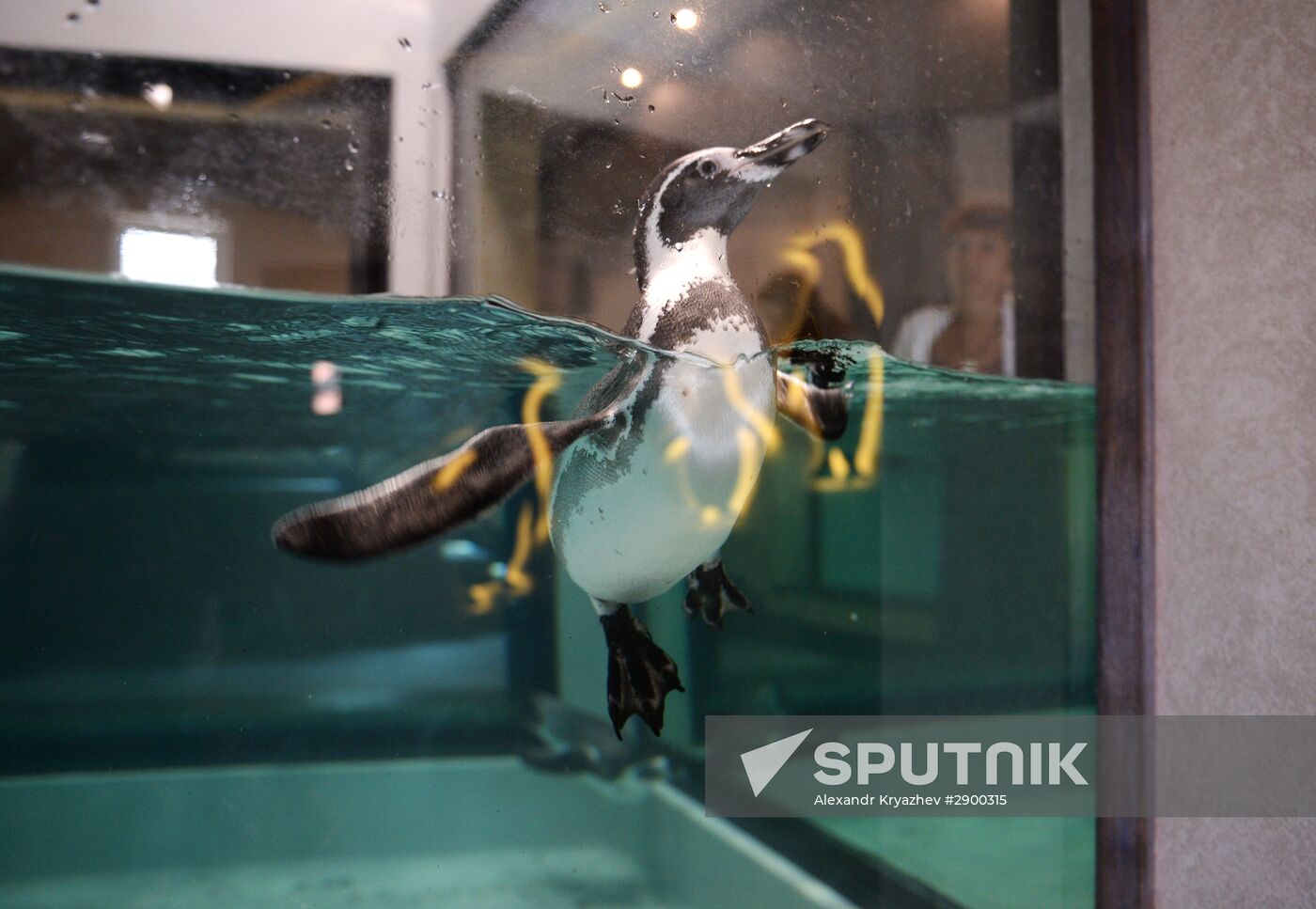 Penguins at Novosibirsk Zoo