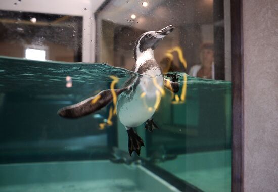 Penguins at Novosibirsk Zoo