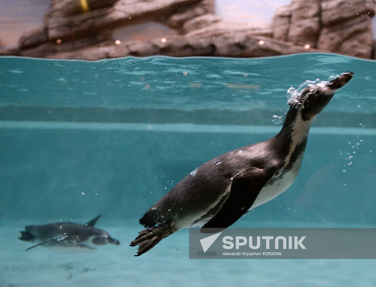 Penguins at Novosibirsk Zoo
