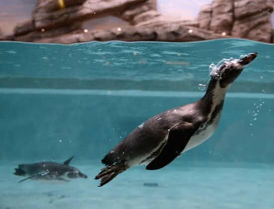 Penguins at Novosibirsk Zoo