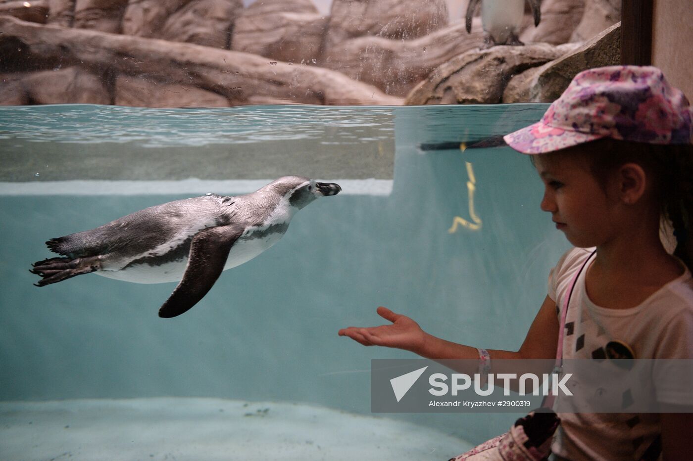 Penguins at Novosibirsk Zoo