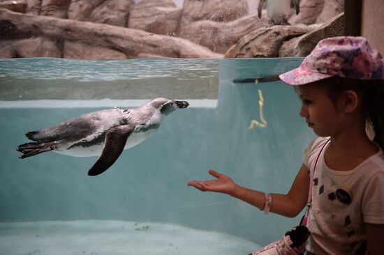 Penguins at Novosibirsk Zoo