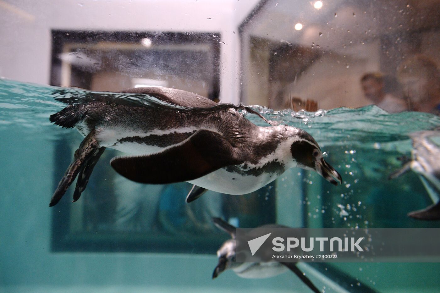 Penguins at Novosibirsk Zoo