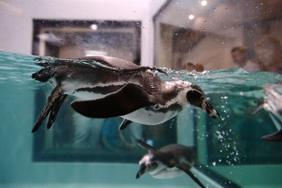 Penguins at Novosibirsk Zoo