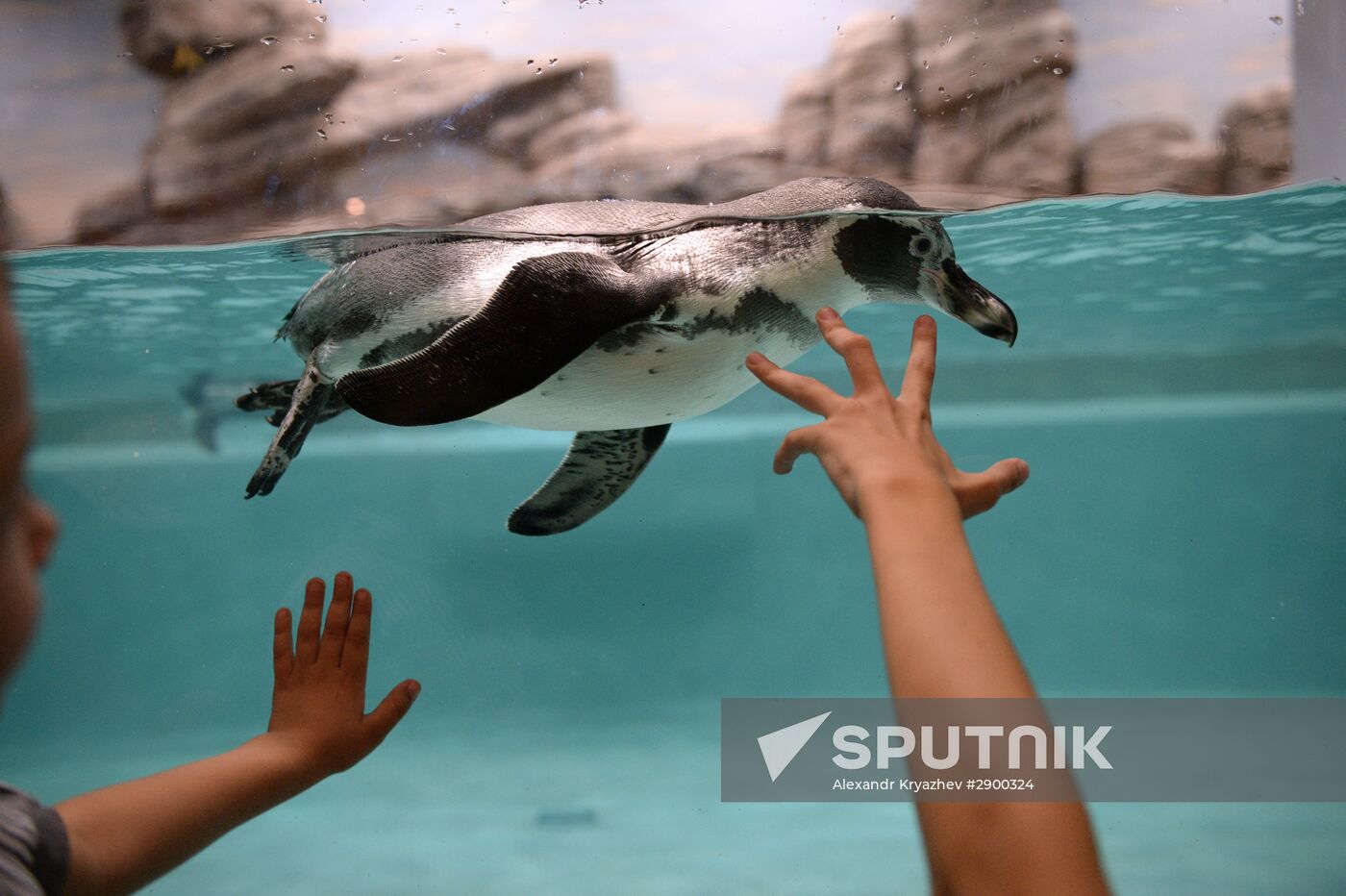 Penguins at Novosibirsk Zoo