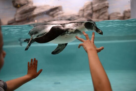 Penguins at Novosibirsk Zoo