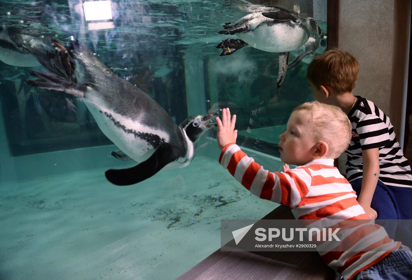 Penguins at Novosibirsk Zoo