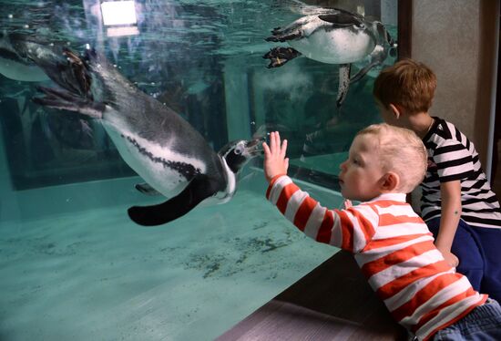 Penguins at Novosibirsk Zoo