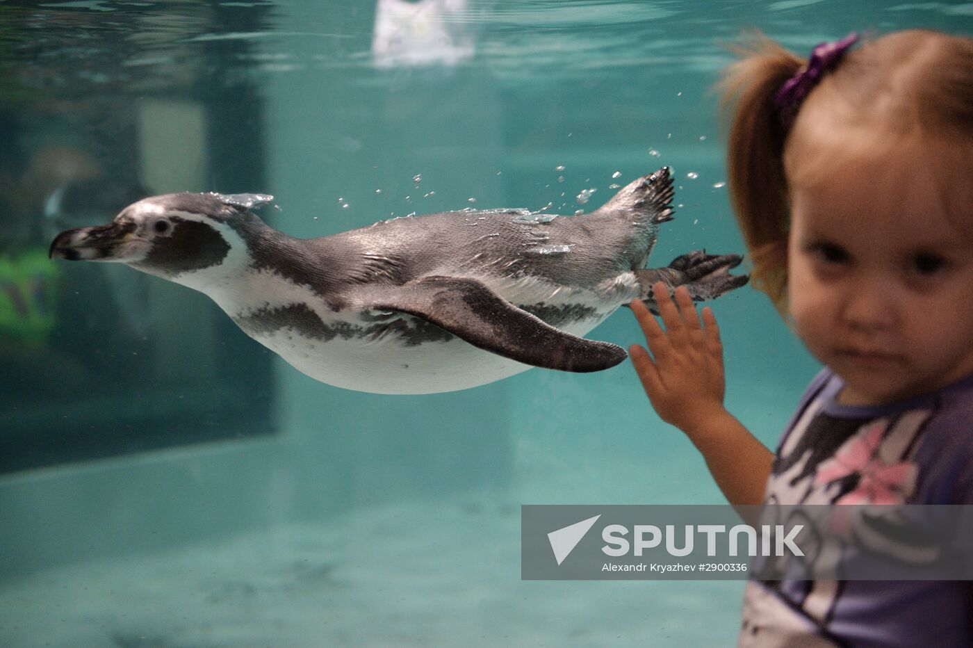 Penguins at Novosibirsk Zoo