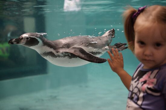 Penguins at Novosibirsk Zoo