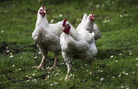 Vladimir Zhirinovsky's farm