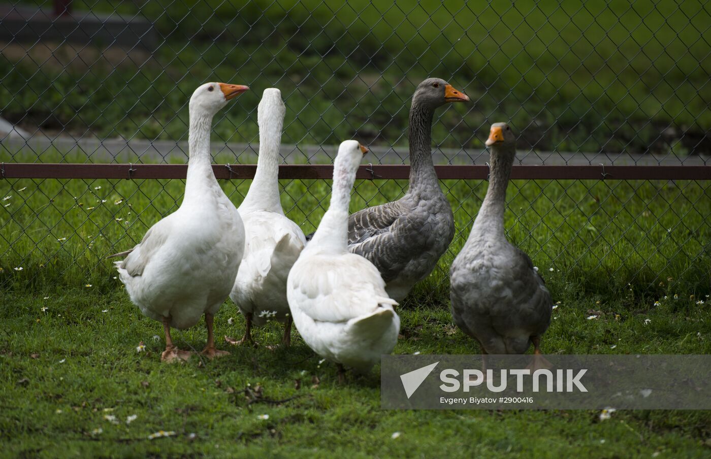 Vladimir Zhirinovsky's farm