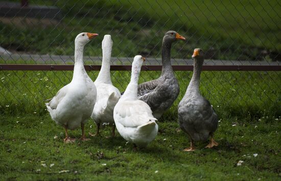 Vladimir Zhirinovsky's farm