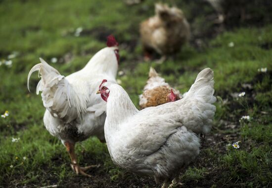 Vladimir Zhirinovsky's farm