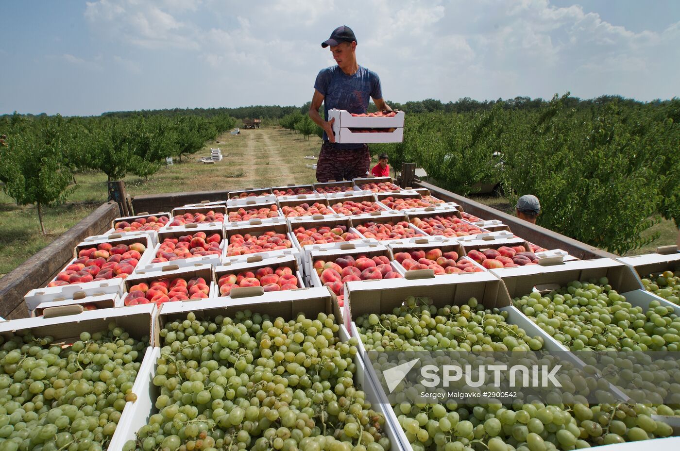 Fruit harvesting in Crimea