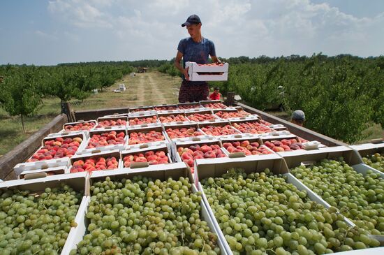 Fruit harvesting in Crimea