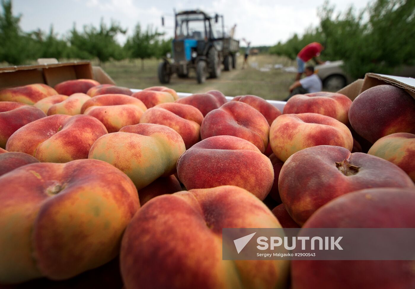 Fruit harvesting in Crimea