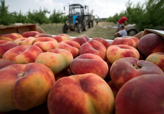 Fruit harvesting in Crimea