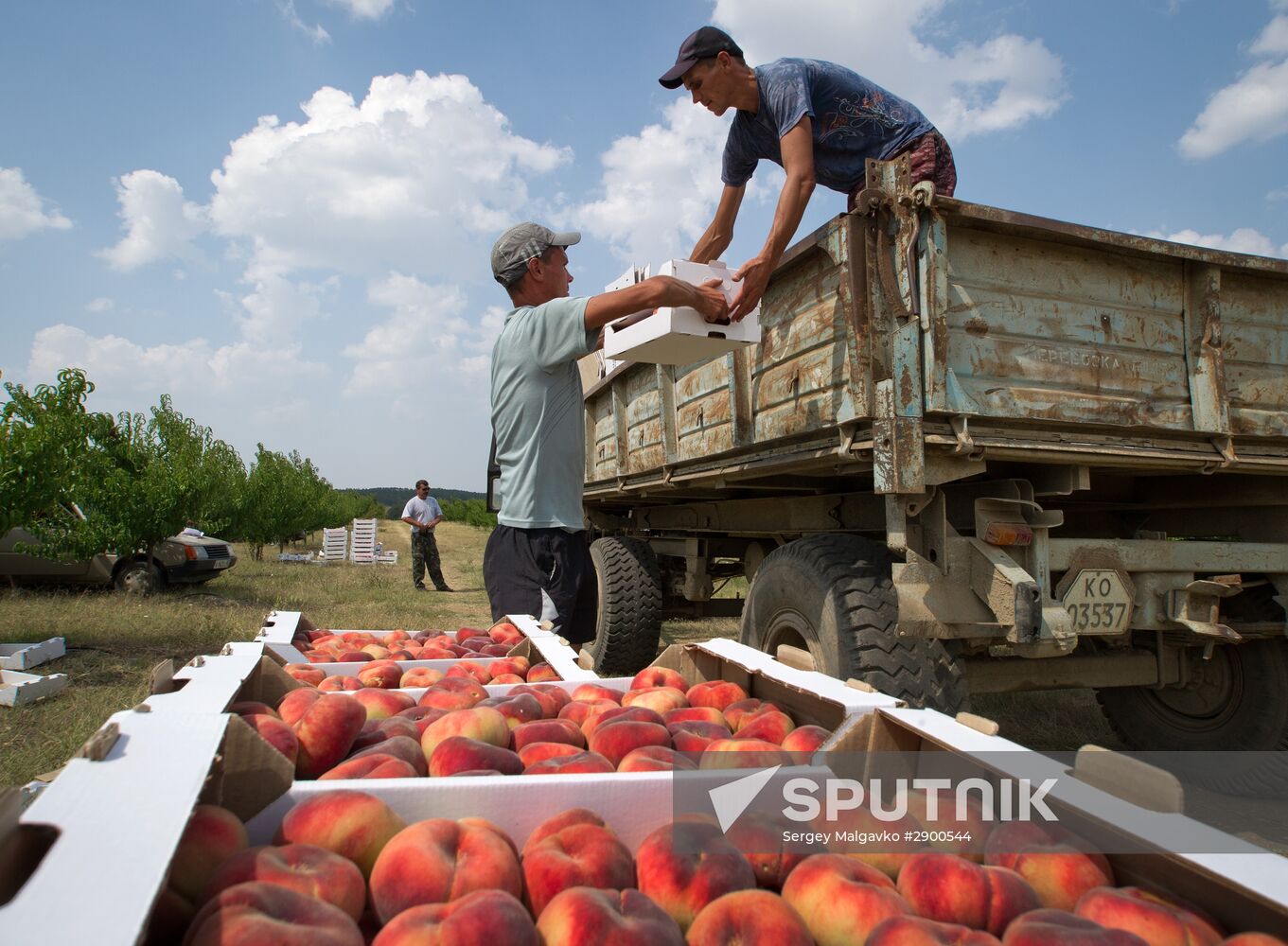 Fruit harvesting in Crimea