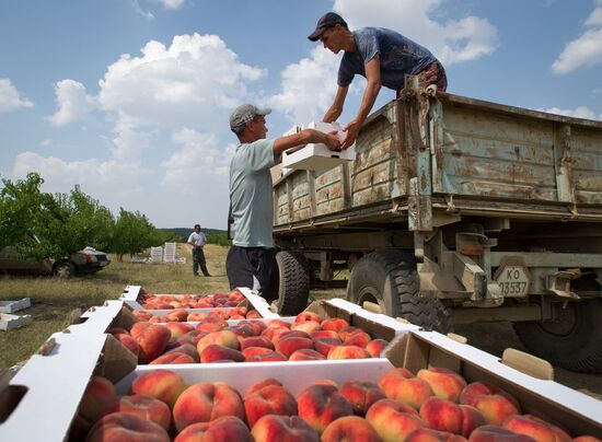 Fruit harvesting in Crimea