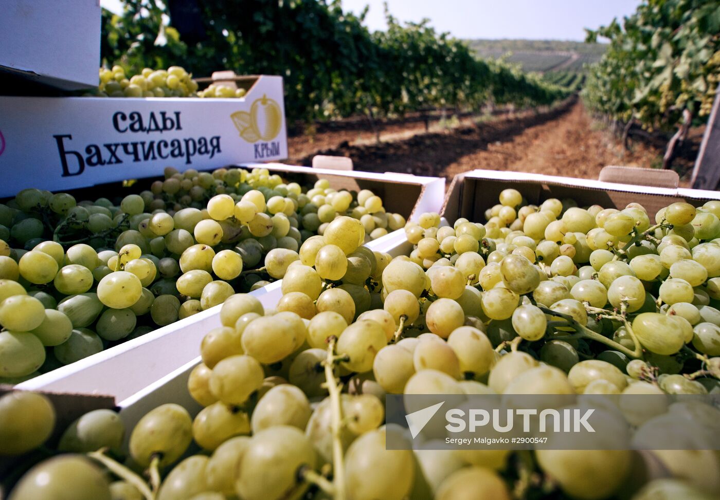 Fruit harvesting in Crimea