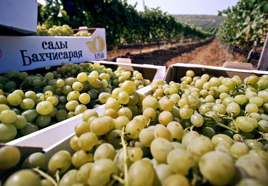 Fruit harvesting in Crimea