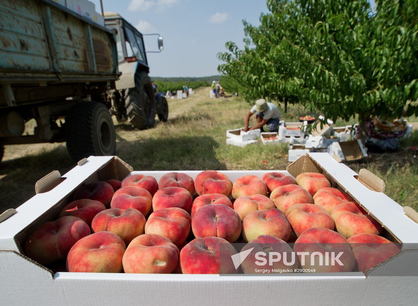 Fruit harvesting in Crimea