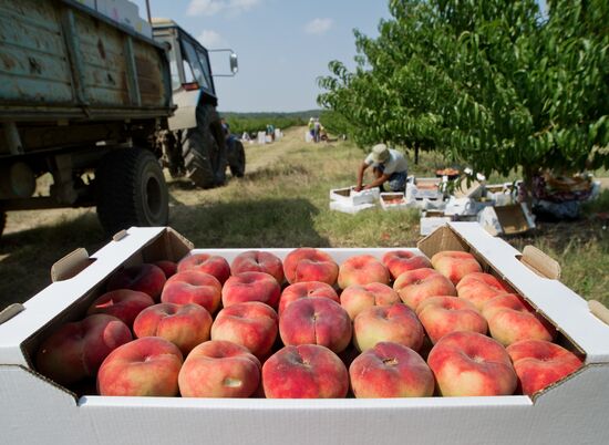 Fruit harvesting in Crimea