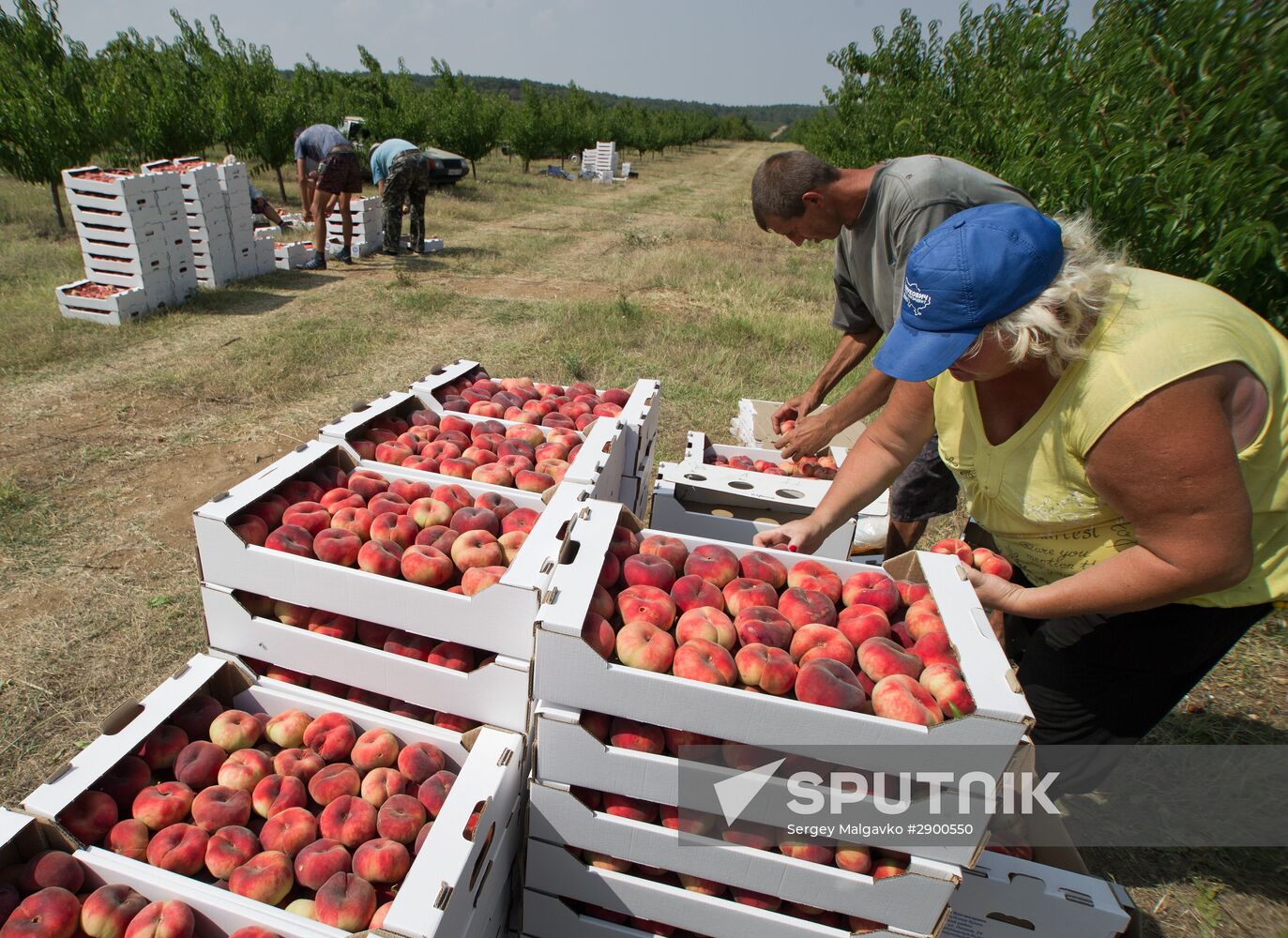 Fruit harvesting in Crimea