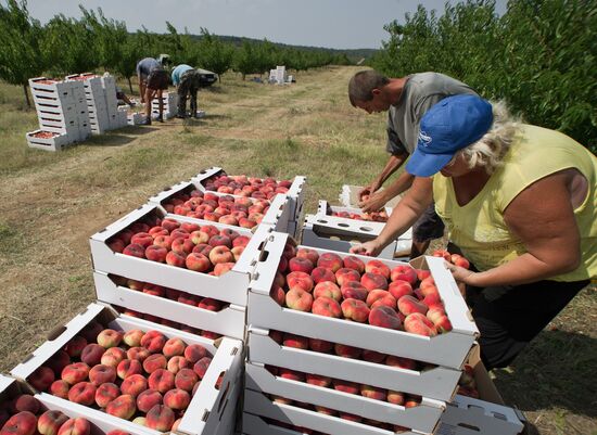 Fruit harvesting in Crimea