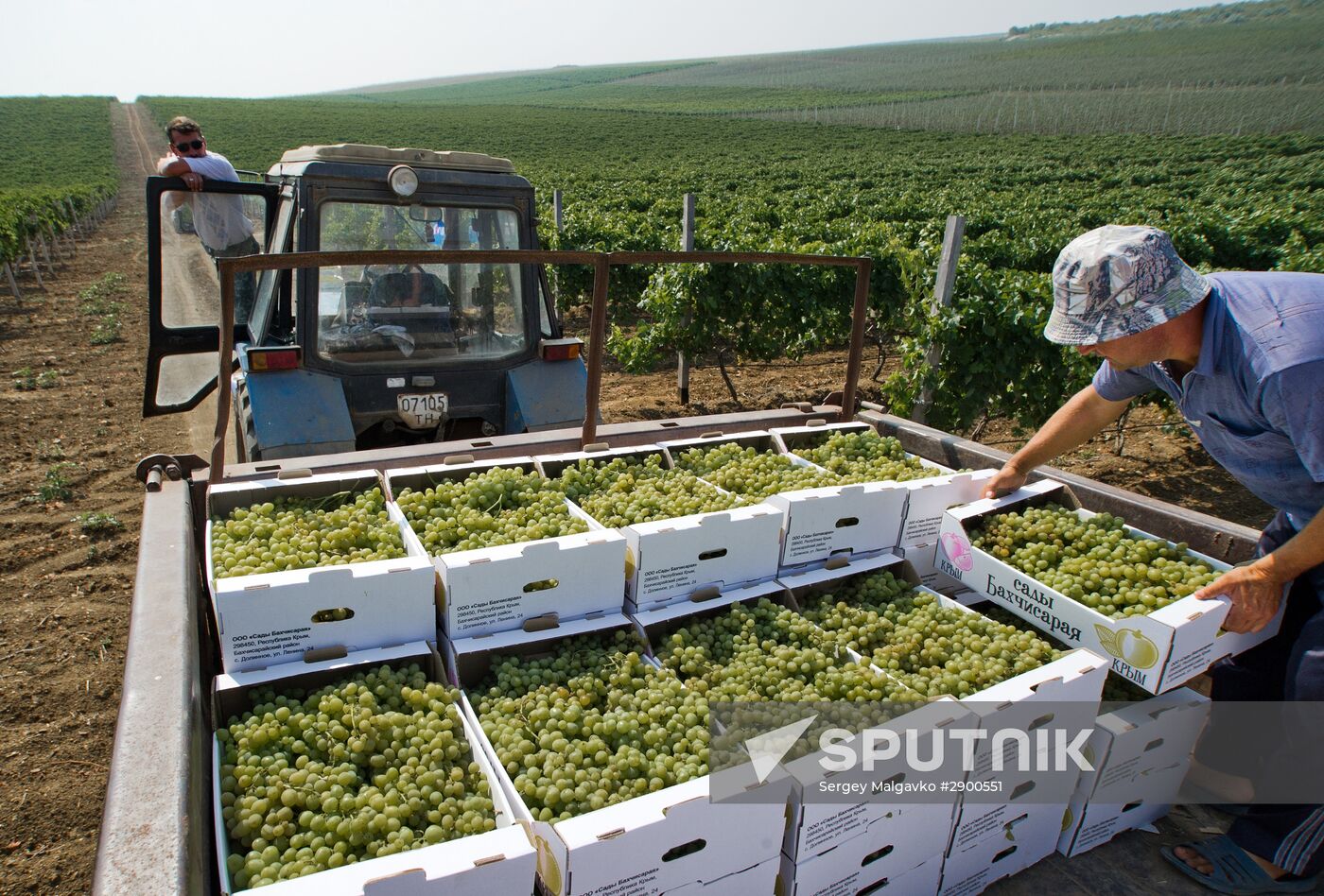 Fruit harvesting in Crimea