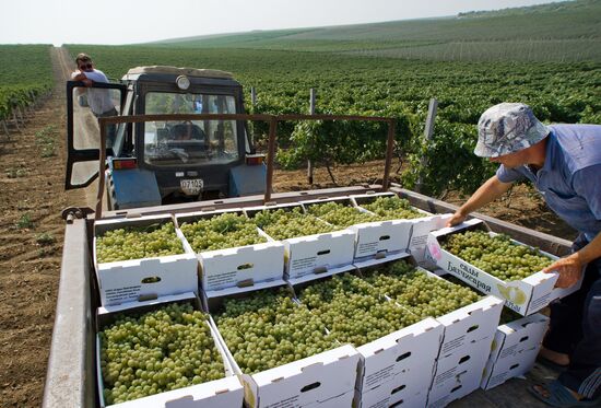 Fruit harvesting in Crimea