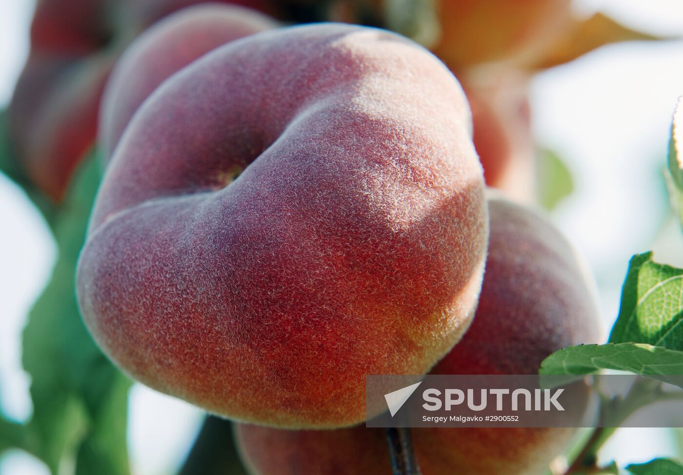 Fruit harvesting in Crimea