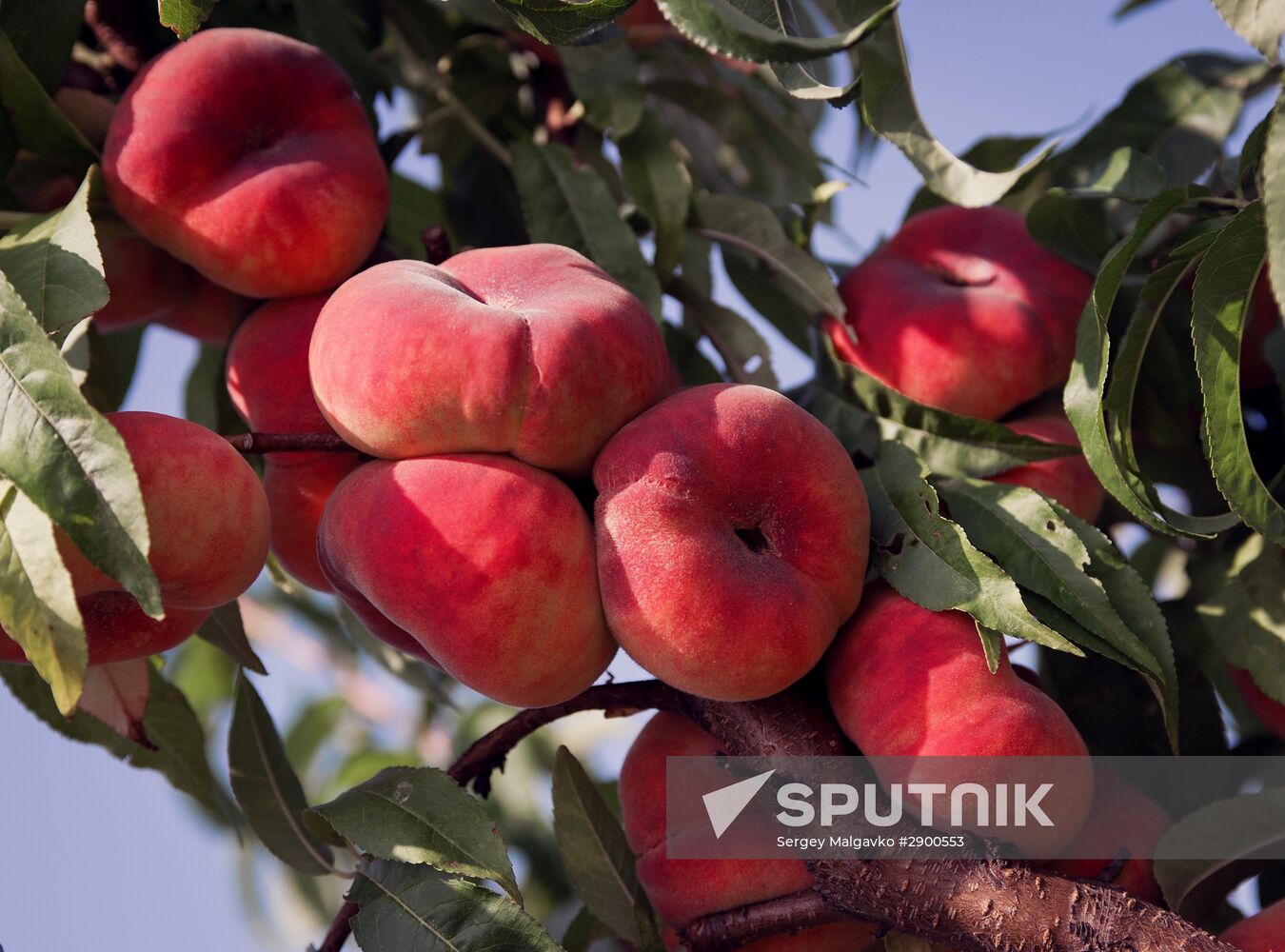 Fruit harvesting in Crimea