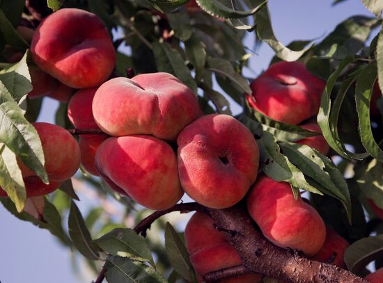 Fruit harvesting in Crimea